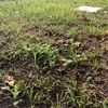 grass4life